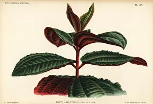 Velutina Prints: Miconia velutina