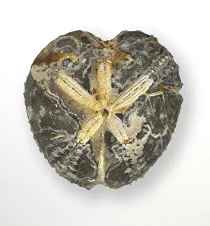 Studioshot Prints: Micraster coranguinum (Leske), shepherds crown echinoid
