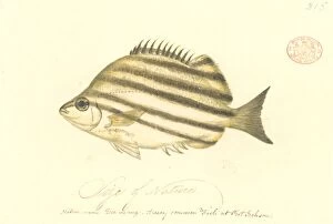 Convict Gallery: Microcanthus strigatus, convict fish