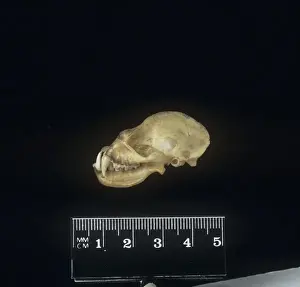 Lateral View Prints: Microchiroptera (suborder), microbat