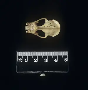 Microchiroptera (suborder), microbat