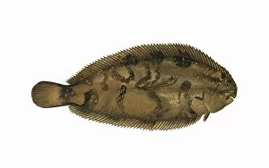 Mottled Collection: Microchirus variegatus, or Thickback Sole