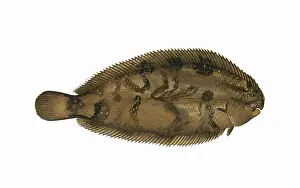 Backed Prints: Microchirus variegatus, or Thickback Sole