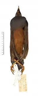 Microgoura meeki, Choiseul pigeon