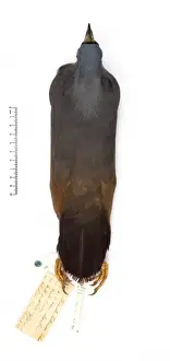 Microgoura meeki, Choiseul pigeon