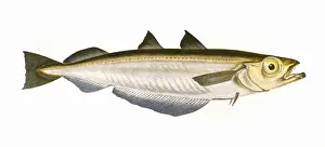 Micromesistius poutassou, or Blue Whiting