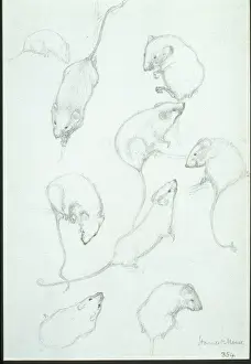 Mouse Prints: Micromys minutus, Eurasian harvest mouse