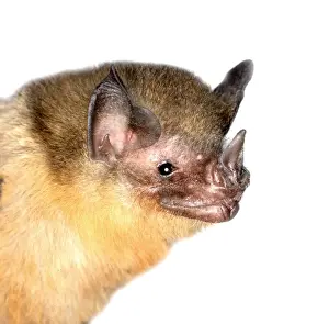 Micronycteris brachyotis, orange-throated bat