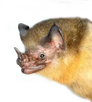 Belize Prints: Micronycteris brachyotis, orange-throated bat