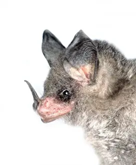 Belize Prints: Micronycteris nicefori, large-eared bat