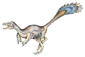 Raptor Prints: Microraptor