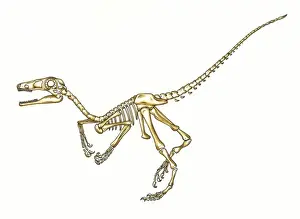 Microraptor skeleton