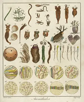 Human Prints: Under the Microscope / C18
