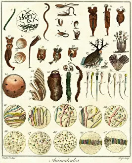 1794 Collection: Microscopic Marine Life