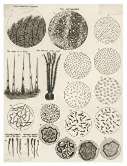 Microscopic Collection: Microscopic Objects