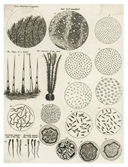 Antennae Gallery: Microscopic Objects