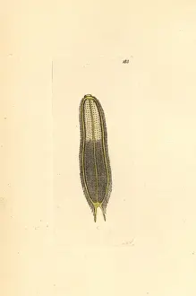 Microscopic scolopendra, Scolopendra microscopia