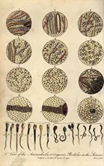 Microscopic Collection: Microscopic views of human spermatozoa in semen