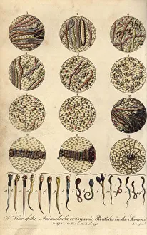 Microscopic views of human spermatozoa in semen Microscopic views of human spermatozoa in semen