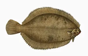 Sole Prints: Microstomus kitt, or Lemon Sole