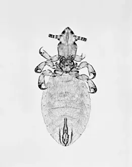 Microthoracius cameli, camel sucking louse