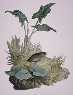 Microtus agrestis, field vole