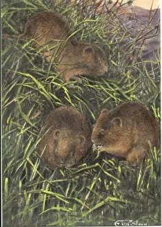 Microtus arvalis orcadensis, Orkney vole