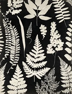 Ferns Prints: Mid 19th century photogram of leaves and ferns, England