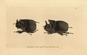 Midas Prints: Midas beetle, Heliocopris midas