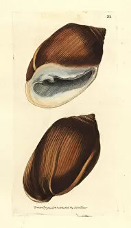 Midass ear shell, Ellobium aurismidae