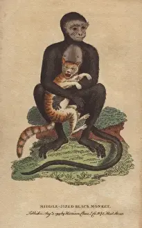 Maurus Prints: Middle-sized black monkey or langur, Cercopithecus maurus