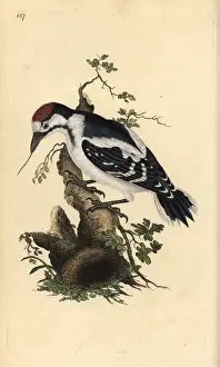Edwarddonovan Prints: Middle spotted woodpecker, Dendrocopos medius