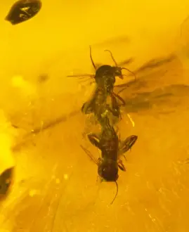 Resin Prints: Midge in Baltic amber
