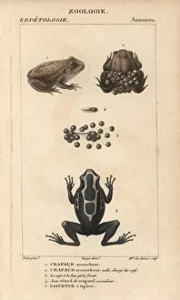 Midwife toad, Alytes obstetricans, tadpole