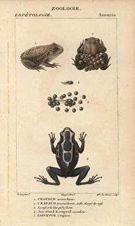 Midwife toad, Alytes obstetricans, tadpole Midwife toad, Alytes obstetricans, tadpole