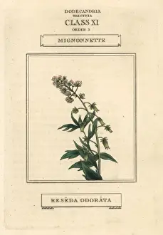 Mignonette Prints: Mignonette, Reseda odorata