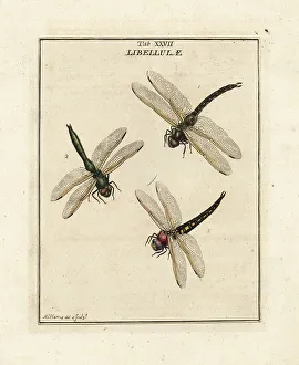 Diptera Prints: Migrant hawker, downy emerald and hairy dragonflies