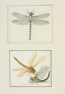 Odonata Collection: Migrant Hawker (lower), Brown Hawker (upper)