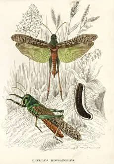 Eggs Prints: Migratory locusts and eggs, Locusta migratoria