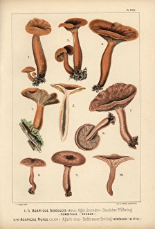 Rufus Gallery: Mild milkcap, Lactarius subdulcis, edible