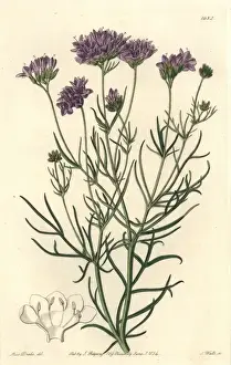Leaved Prints: Milfoil-leaved or California gilia, Gilia achilleaefolia