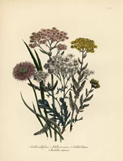 Achillea Collection: Milfoil and Marshallia species