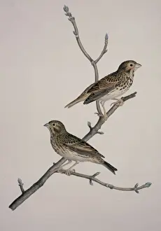 Miliaria calandra, corn bunting