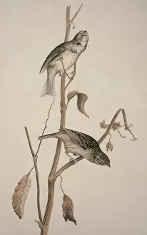 American Sparrow Collection: Miliaria calandra, corn bunting