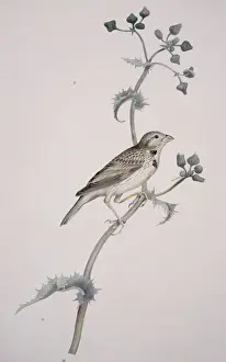 Miliaria calandra, corn bunting