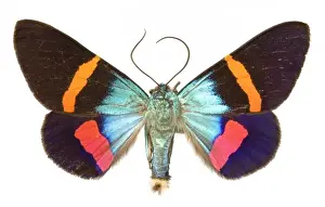 Geometer Moth Prints: Milionia paradisea