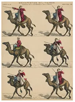 Military Camels
