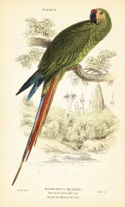 Central America Prints: Military macaw, Ara militaris