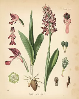 Military orchid, Orchis militaris