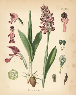 Orchis Prints: Military orchid, Orchis militaris